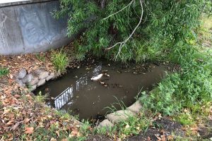Sewer line blockage causes sewage to rise up through area manholes
